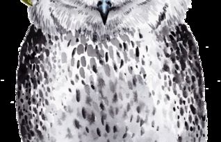 头戴鲜花灰色猫头鹰PNG素材 免费下载与创意设计应用