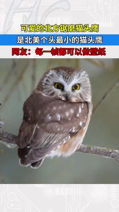 北境精灵 可爱的北方锯磨猫头鹰，每一帧都是自然壁纸