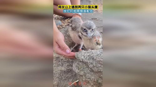 猫头鹰网络科技？网友偶遇“营业中”小猫头鹰，摆拍姿势萌翻全网